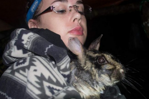 Rzadki królik został złapany w wietnamie